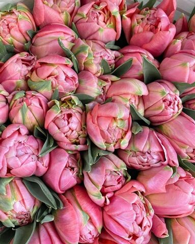Тюльпаны Пионовидные Розовые