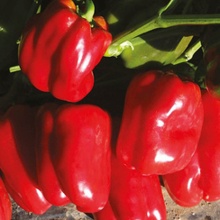 ТАРКВИНИО F1 семена перца сладкого (Nunhems | Alexagro)