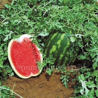 Арбуз Топ Ган F1  1000 (cемян)