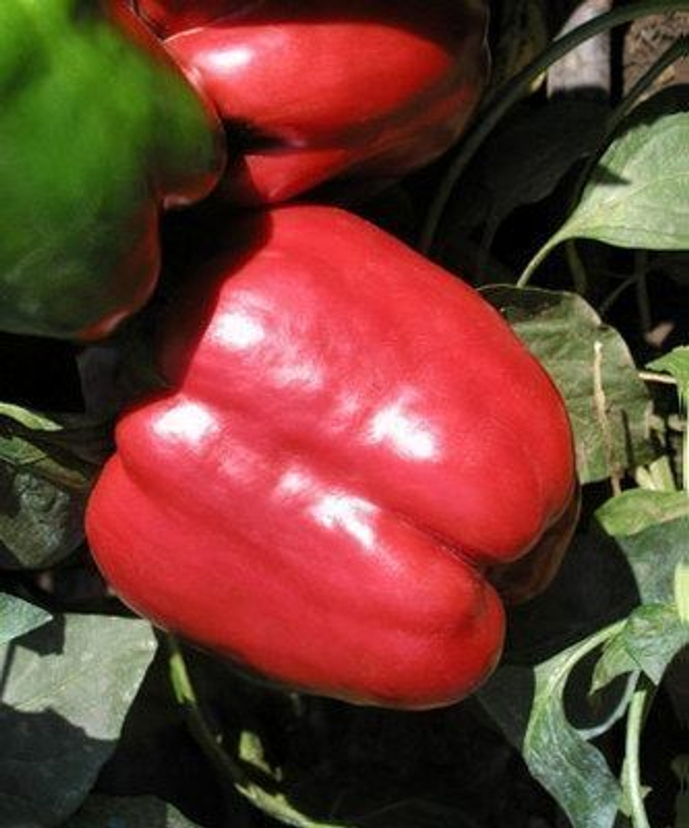 Рэд Найт F1 семена перца сладкого (Seminis / Семинис)