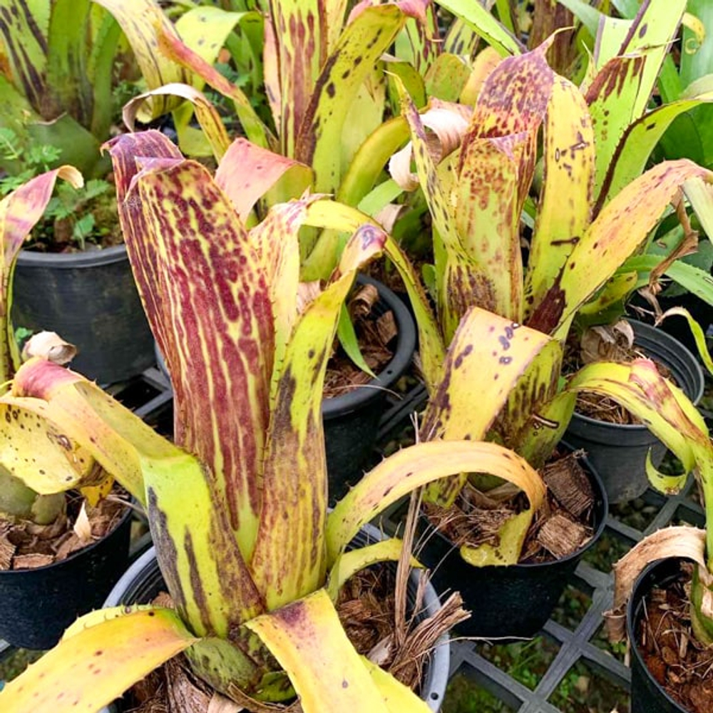 Хохенрегелия xHOHENREGELIA BROWN BELL