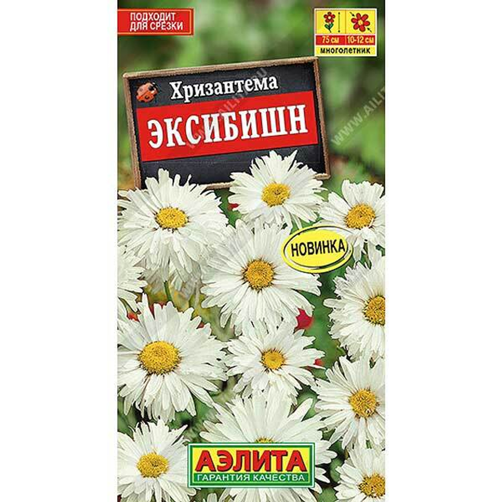 Хризантема Эксибишен Аэлита Ц