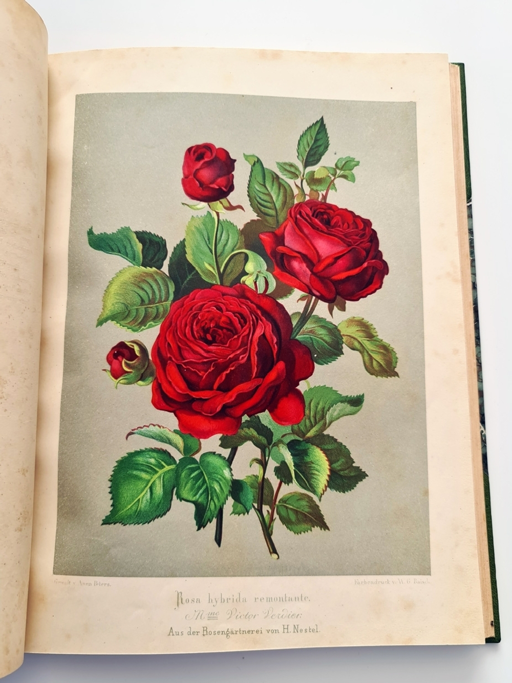 "Nestel`s Rosengarten. [  Сад роз Нестела]". E. Schweizerbartsche Verlagshandlung. 1869г.