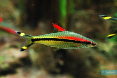 Барбус Денисони