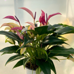 Антуриум Андре ZIZOU