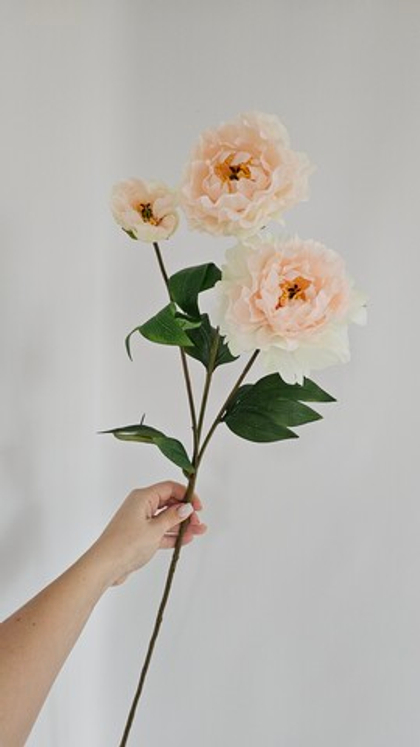 Пион крупный / Арт 2552