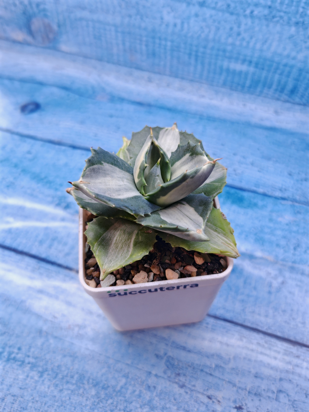 Agave Potatorum Variegata (Агава)