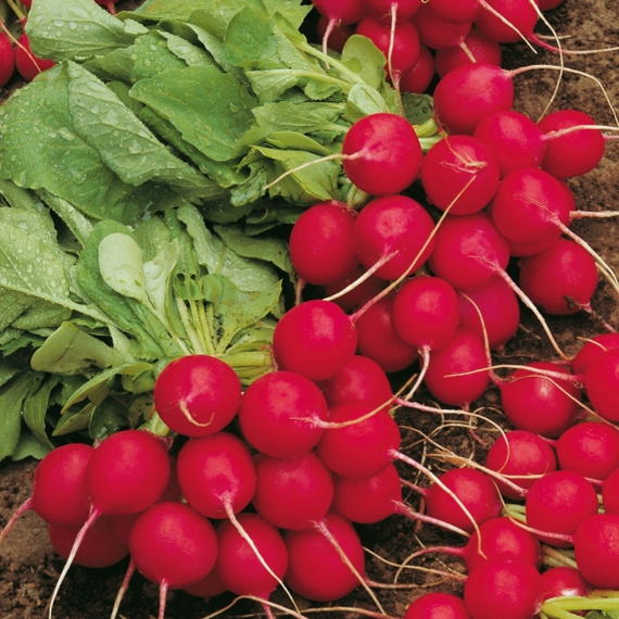 Селеста F1 семена редиса (Enza Zaden / Энза Заден) – фото 8