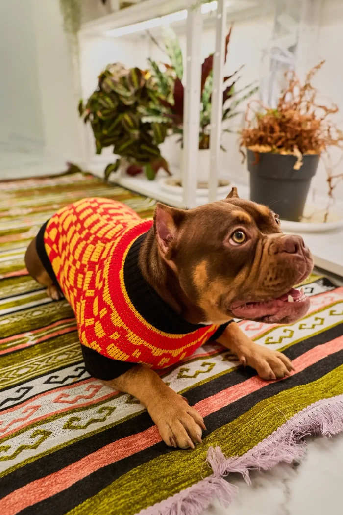 Для собачки