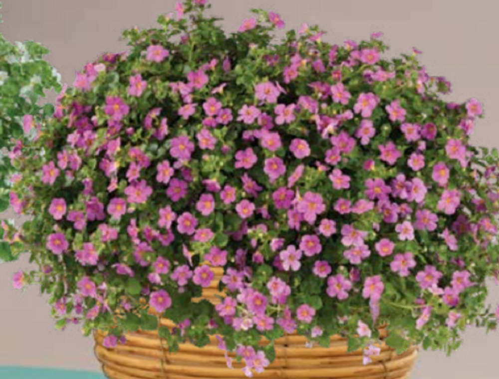 ЕВРО Bacopa Gulliver Compact Rosa укор черенок декабрь