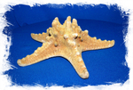 Звезда морская 15 - 17 см
