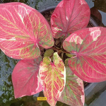 Каладиум SEDTHEE NGERN LAN - DOLLAR MILLIONAIRE