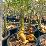 Адениум обесум GOLDEN ROOT s.12"