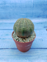Euphorbia Obesa (Эуфорбия)