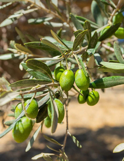 Оливковое масло нефильтрованное Karpea the Gold Unfiltered Extra Virgin 0,5 л, Греция