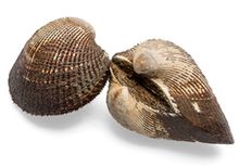 Анадара Японская живая, шт