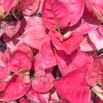 Аглаонема KAM FAH / PINK FLOWER (A144)