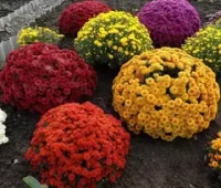 ХРИЗАНТЕМЫ САЖЕНЦЫ