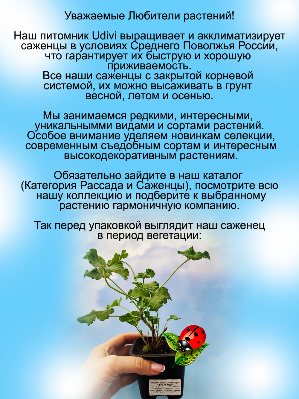Пеларгония Фрагранс ароматная мускатный орех яблоко