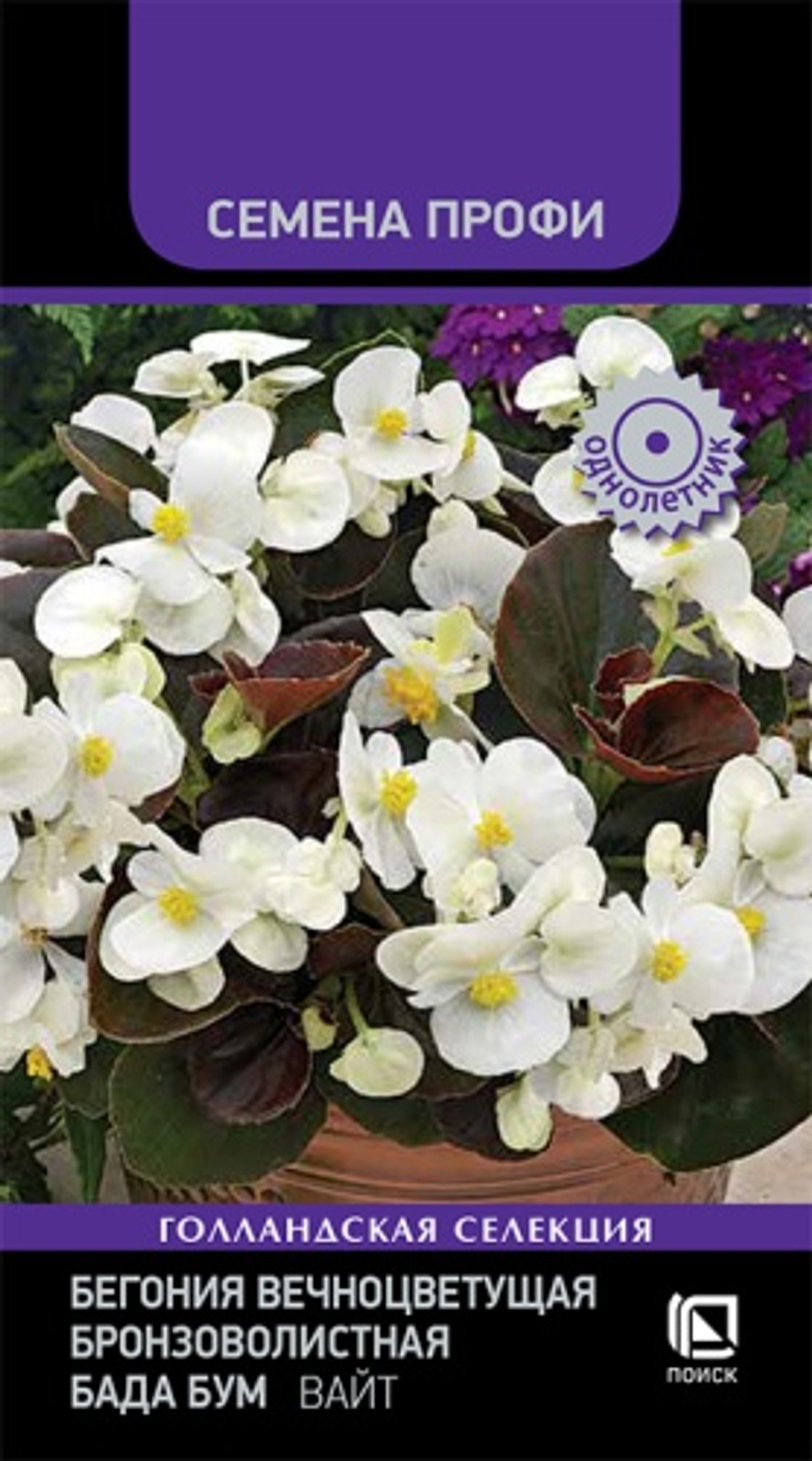 Бегония Бада Бум Вайт вечноцветущая бронзоволистная  15шт Поиск