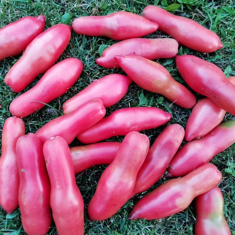 Помидоры Баба Яга - Baba Yaga Tomato