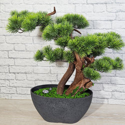 Бонсай Сосна японская 60см на натуральном стволе