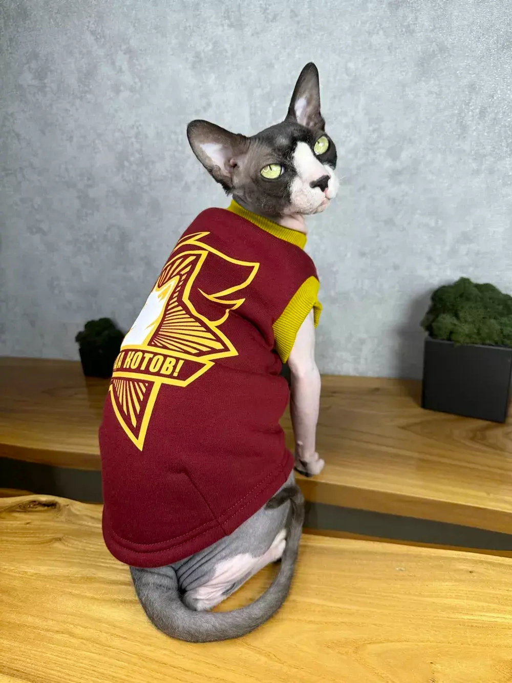 Одежда для сфинксов