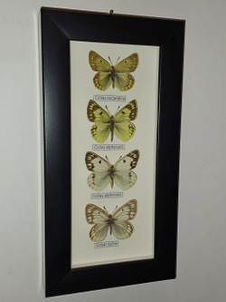Бабочки Желтушки Colias в рамке