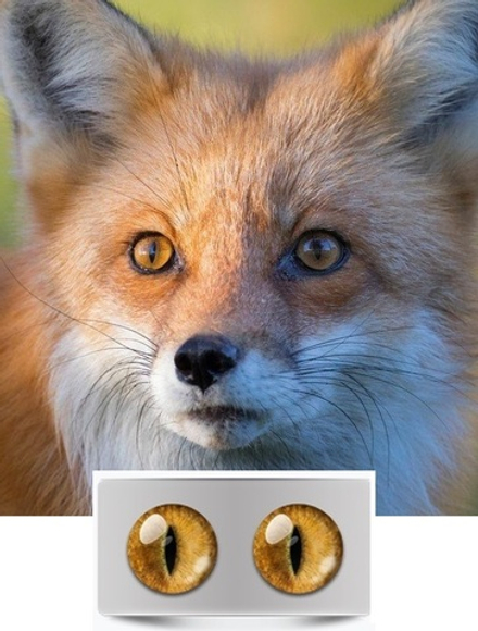 Глазки № 12 "Лисяня", узкий зрачок