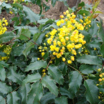 Магония падуболистная С5 40-60