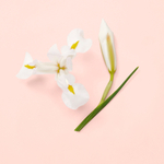 Gucci Bloom Ambrosia di Fiori парфюмерная вода женская