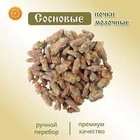 Сосновая почка