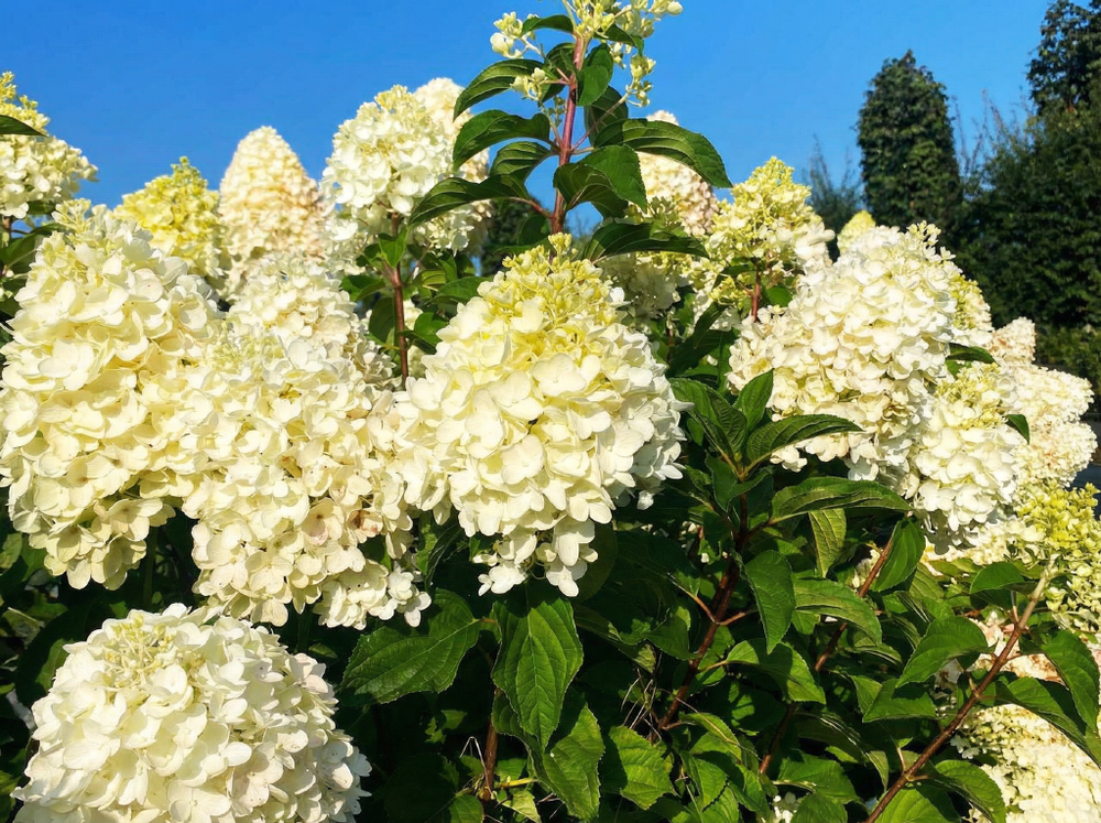 Гортензия метельчатая «Сильвер Доллар» (Silver Dollar)