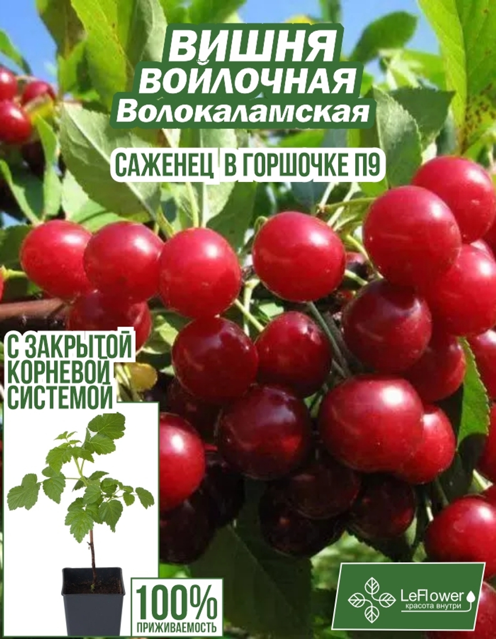 Саженец, Вишня войлочная, Волокаламская