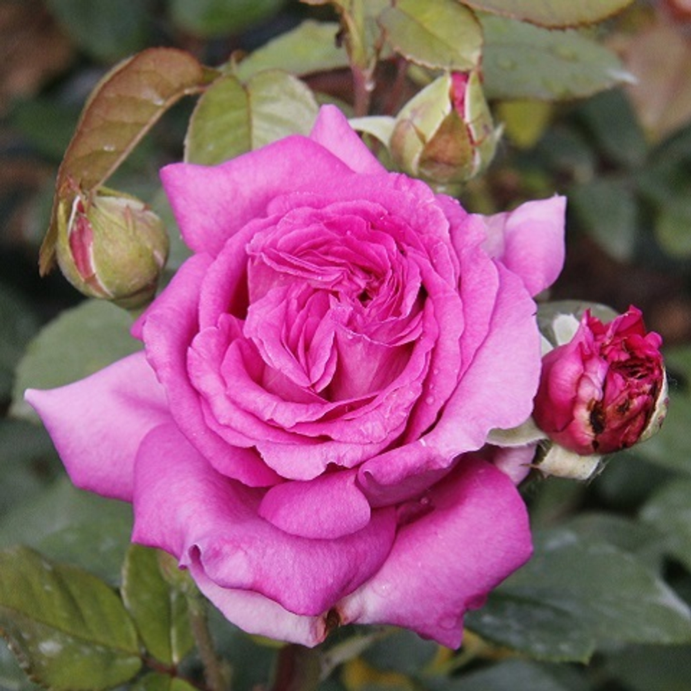 Роза чайно-гибридная Chartreuse de Parme
