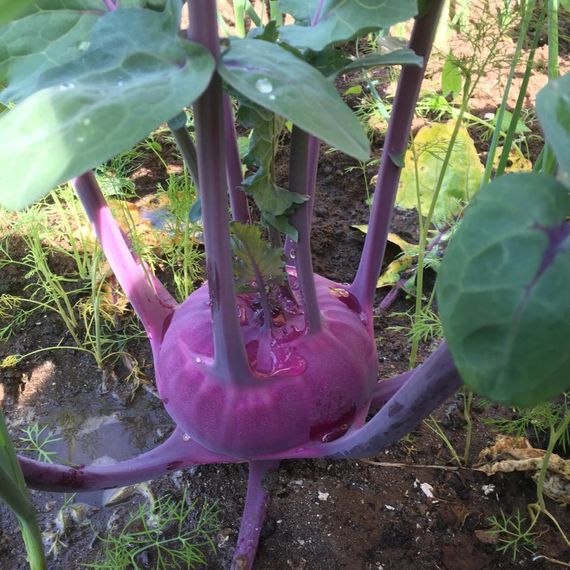 УКЗА F1 семена капусты кольраби Rijk Zwaan цена