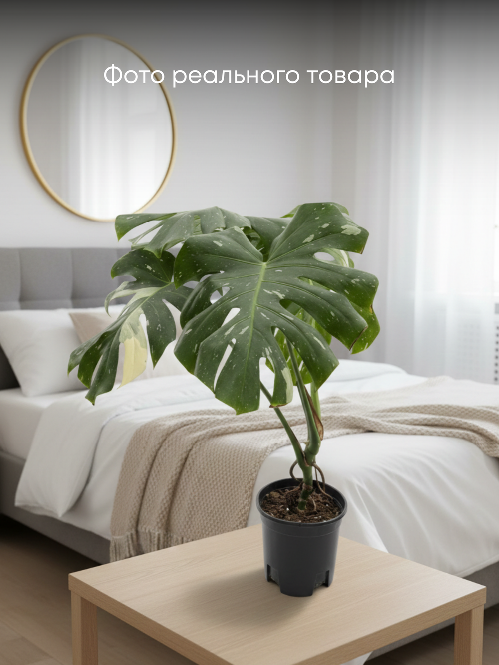 Монстера восхитительная Gold back turtle д.17