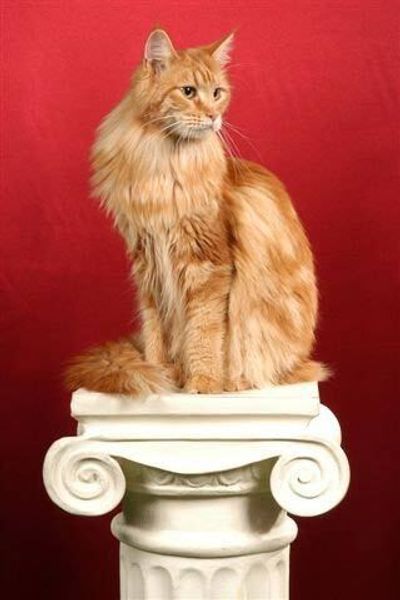 Мейн кун. Мейн кун.