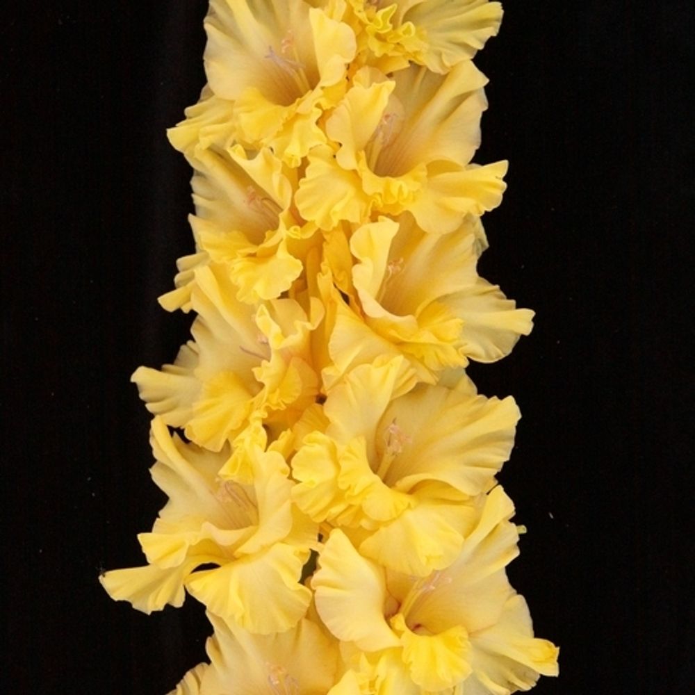 Гладиолус крупноцветковый Голден Фэнтези