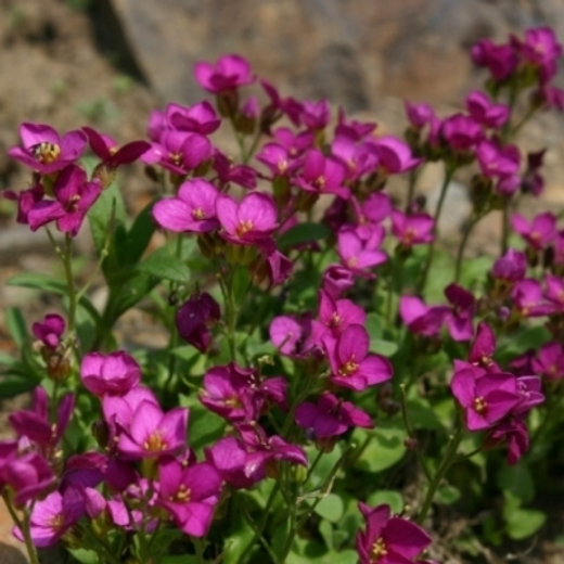 Арабис Кавказский Литл Треже Дип Роуз Р9 Закупка М36 получение май-июнь 2026