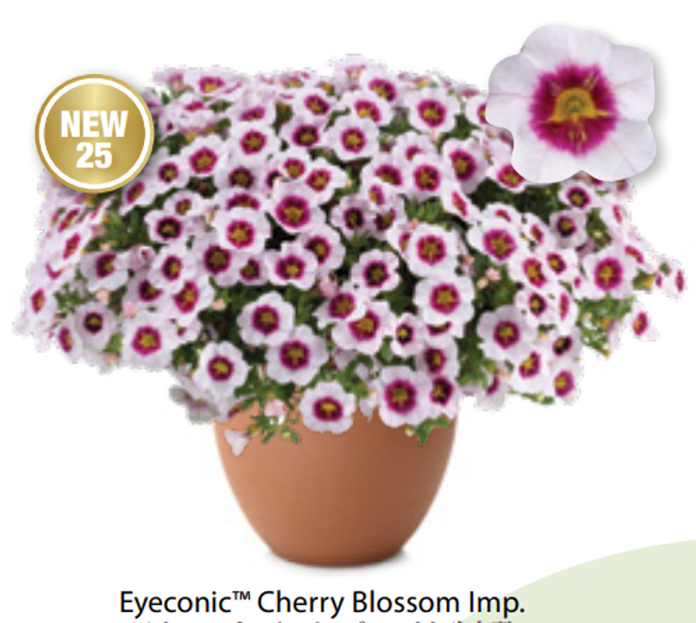 ЕВРО Калибрахоа EyeConic Cherry Blossom ОКС укорененные черенки 15-20 февраля