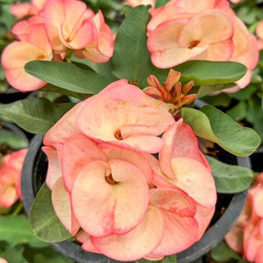 Эуфорбия Миля AOB CHAN