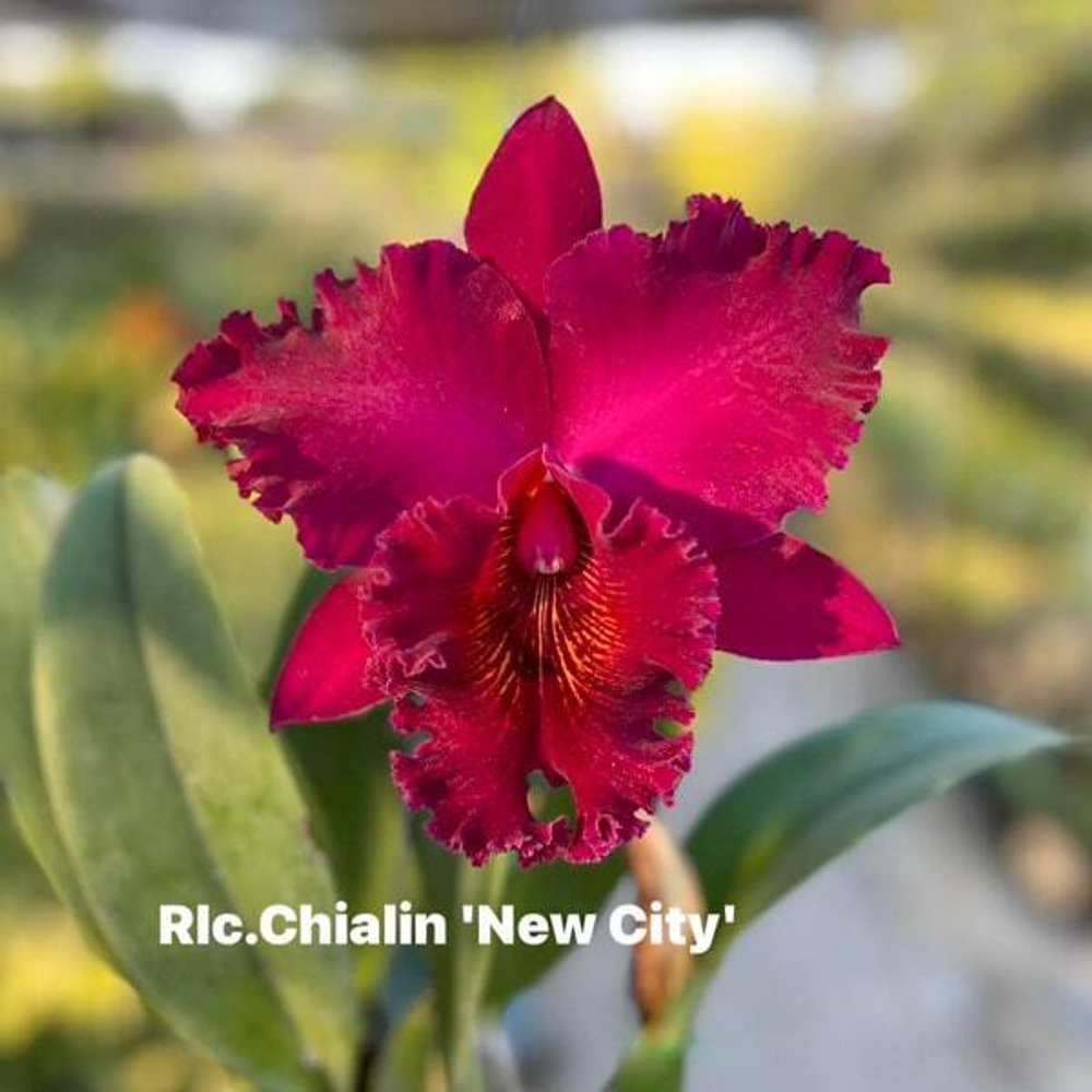 Орхидея ринхолелиокаттлея RLC. CHIALIN NEW CITY