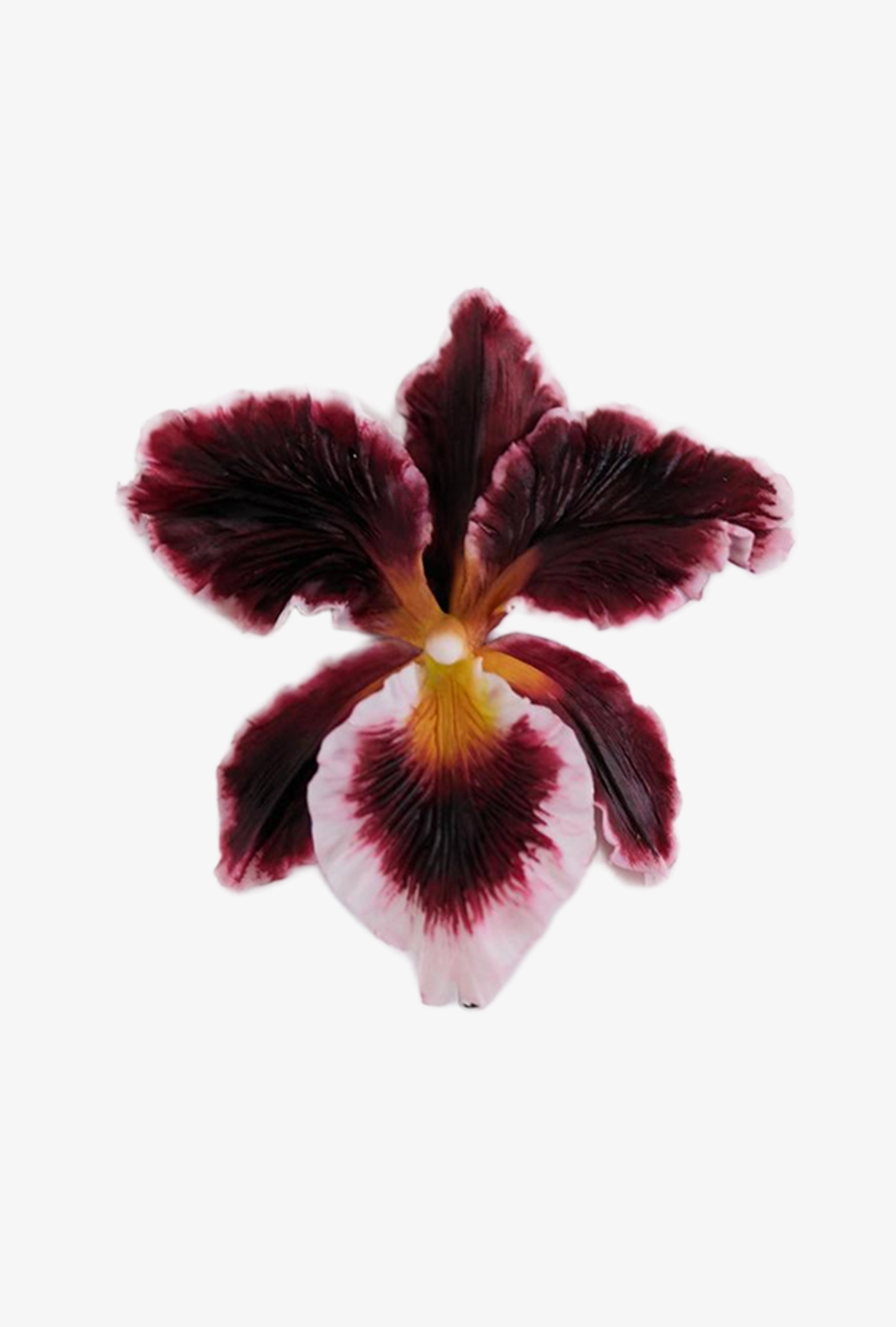 Брошь Каттлея, бордо