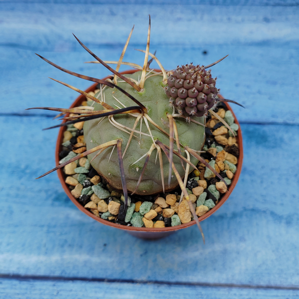 Tephrocactus Geometricus (Тефрокактус)