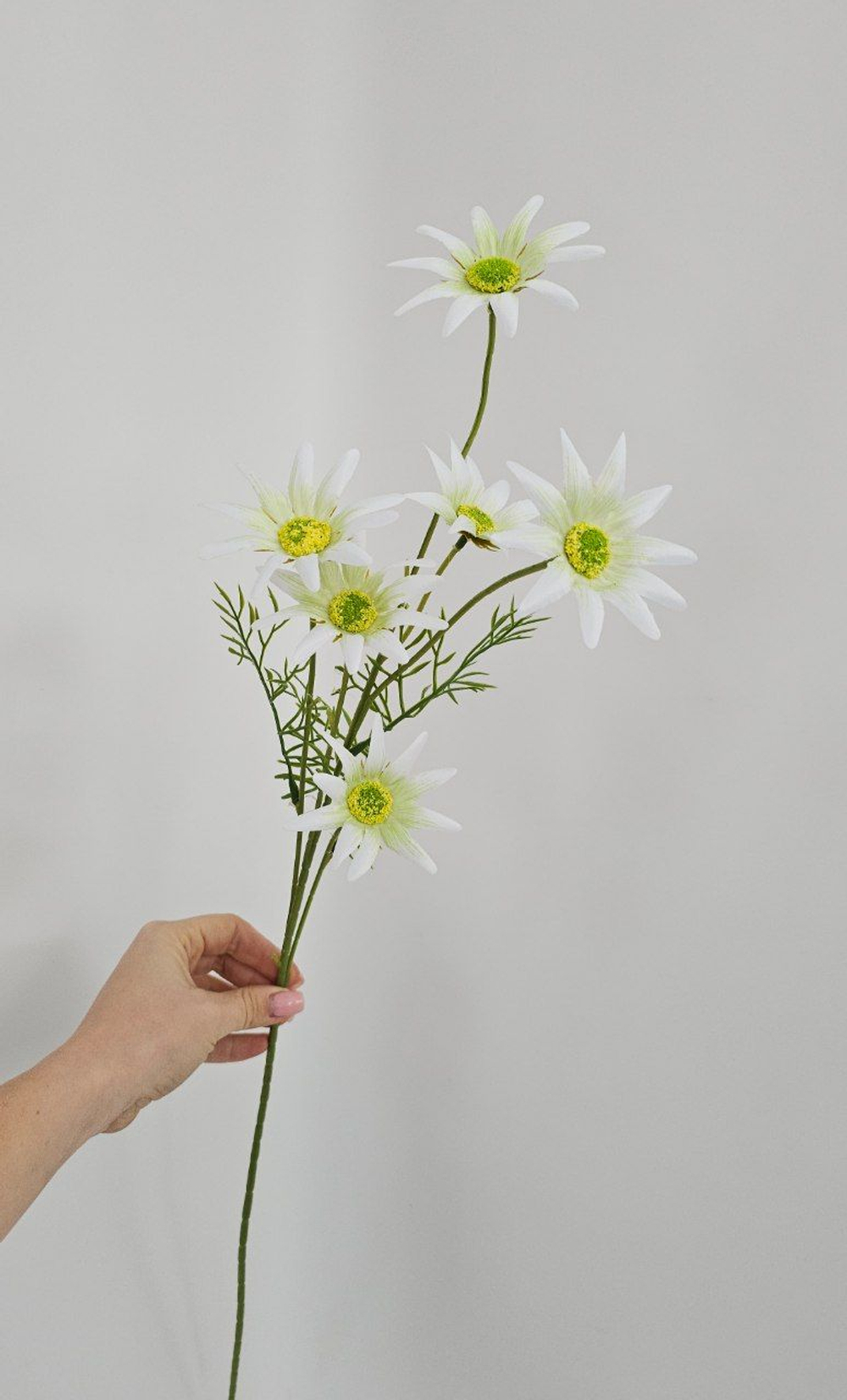 Хризантема / Арт 2433