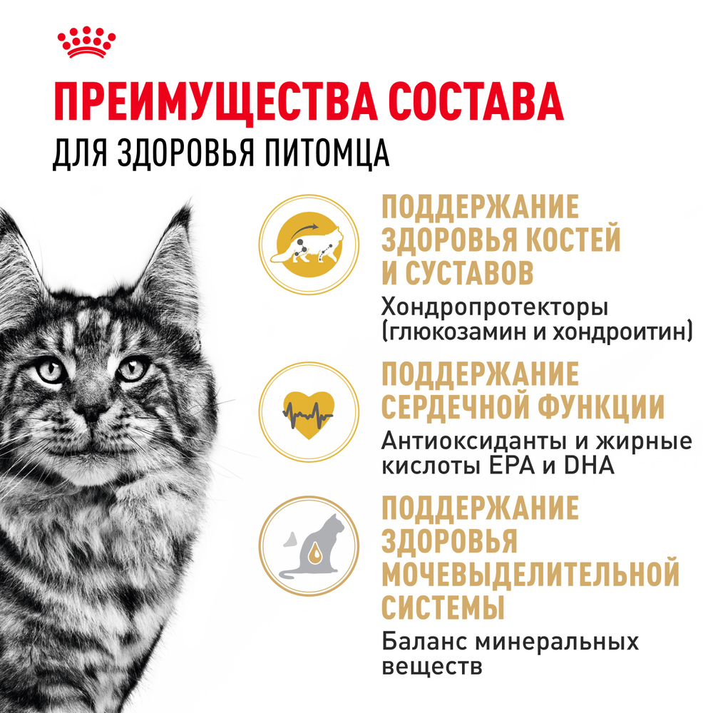 Royal Canin Maine Coon Adult Корм сухой сбалансированный для взрослых кошек породы Мэйн Кун 10 кг