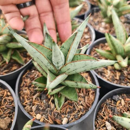 Сансевиерия HYBRID 2(B)