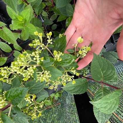 Гортензия метельчатая Самарская Лидия (Framboisine)