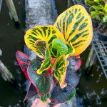 Кротон GAEW BUSSARAKHAM